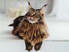 Kot Maine Coon